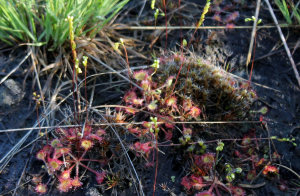 sundew